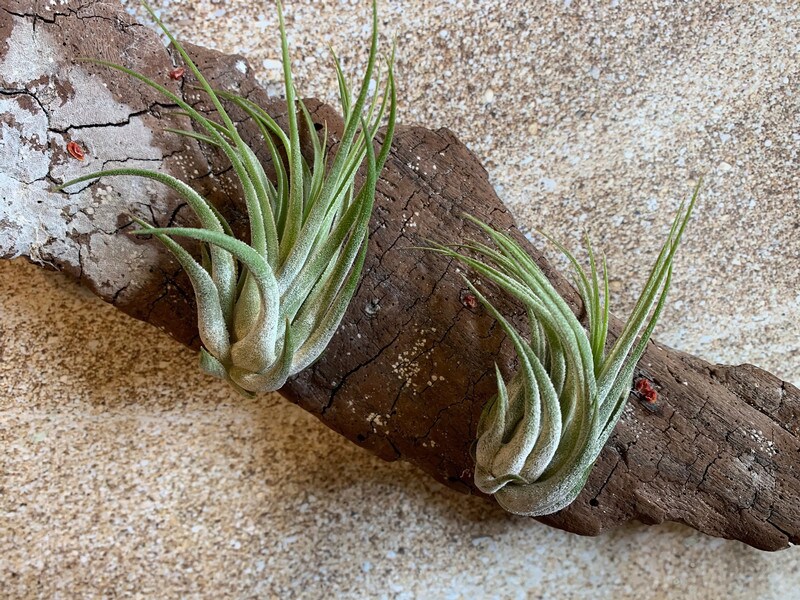 Scaposa Kolby Air Plant, Tillandsia Air Plant, Guatemala Air Plant, Air  Plants, Wedding Decor, Plant, Airplants, Bulk, Tillandsia, Terrarium |  MakerPlace by Michaels