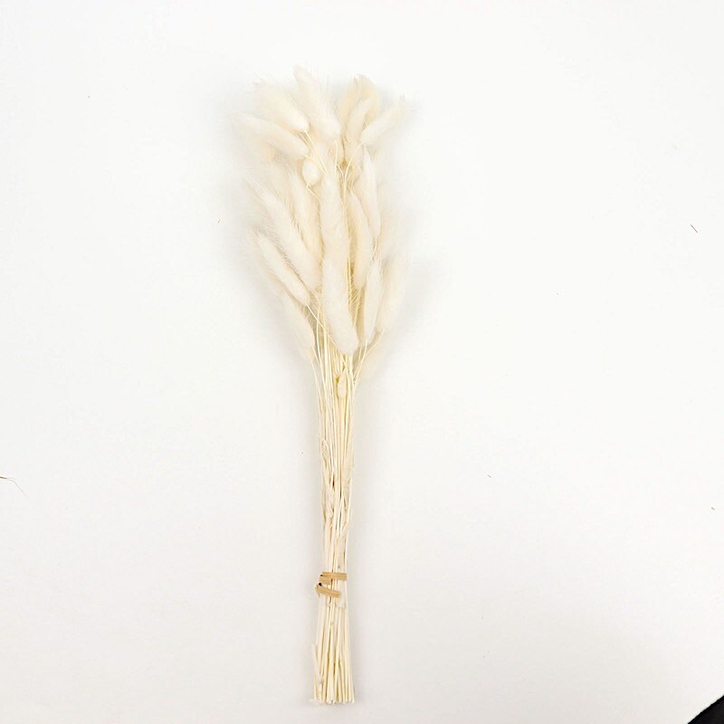 50 STEMS 15 in Rabbit Tail Dried Pampas Grass