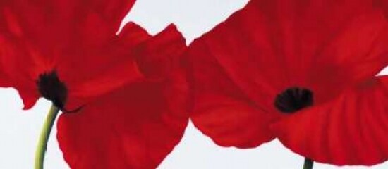 Red II - poppies Poster Print by Yvonne Poelstra-Holzhaus - Item # VARPDXGA0102416