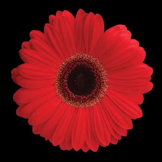 Gerbera Daisy Red Poster Print by Jim Christensen - Item # VARPDXCRS018