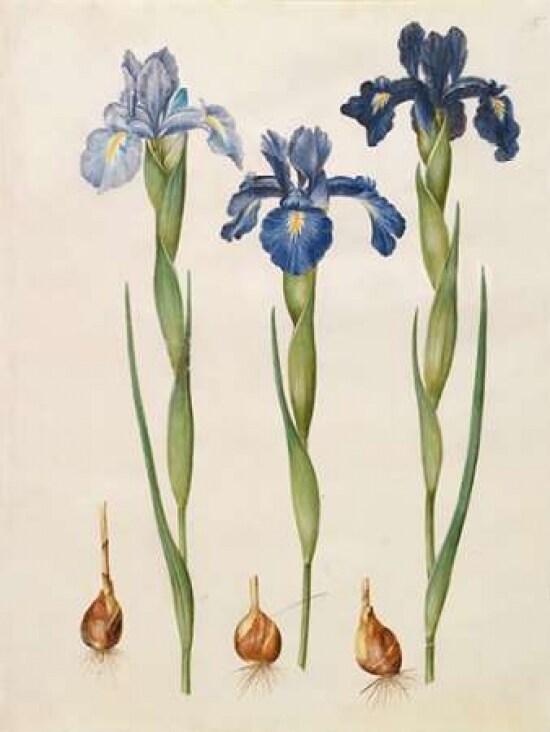 Iris xiphioides Poster Print by Johannes S. Holtzbecher - Item # VARPDX3AA2225