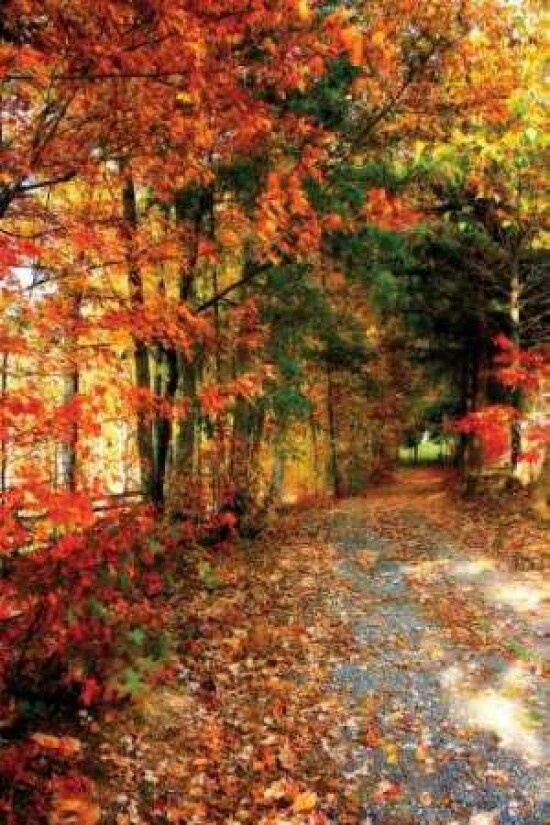 Autumn Pathway Poster Print by Alan Hausenflock - Item # VARPDXPSHSF570