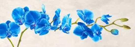 Blue Orchid Poster Print by Shin Mills - Item # VARPDX4MI1349