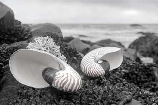 Crescent Beach Shells 2 Poster Print by Alan Blaustein - Item # VARPDXB3350D