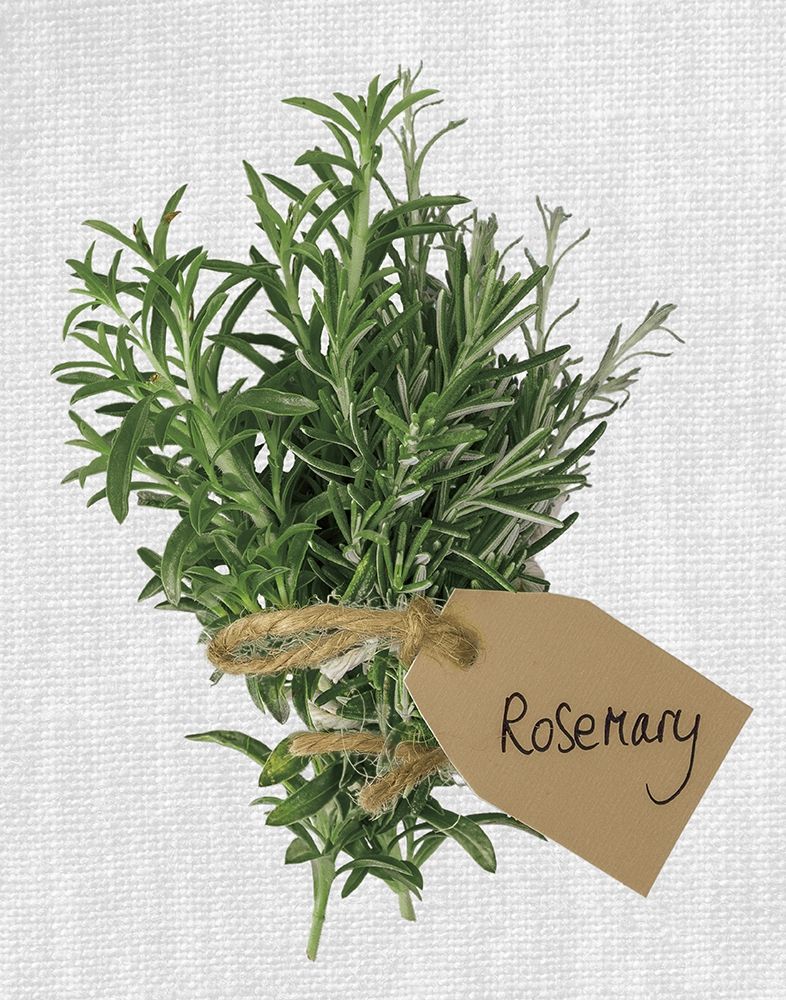 Rosemary Poster Print by Assaf Frank - Item # VARPDX18464
