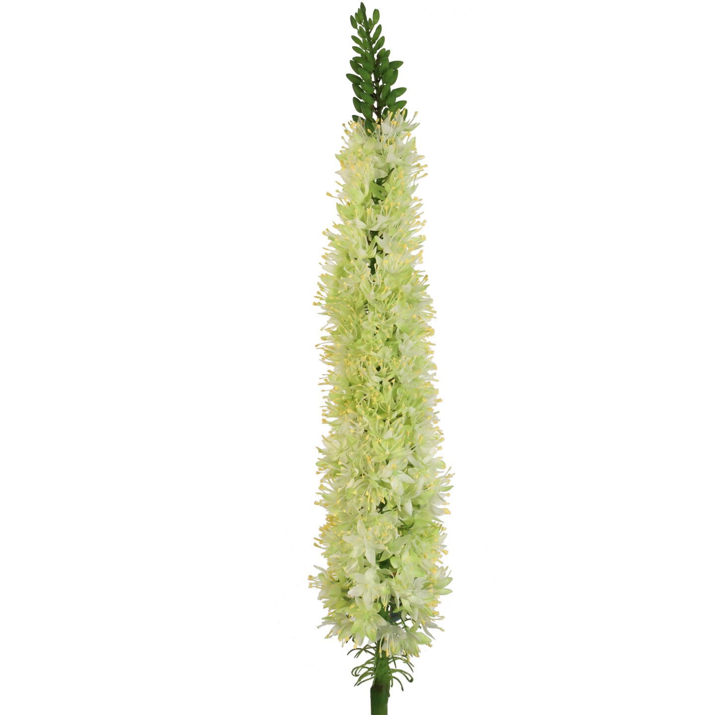 Set of 2 Green Silk Foxtail Sprays 47" for Floral Arrangements, Centerpieces, and Home Decor - Lifelike Artificial Foliage by Floral Home by Artificial Flowers