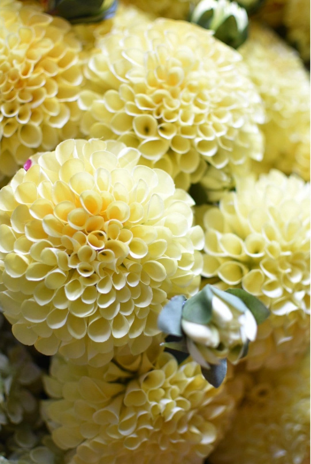 31&#x22; Faux Dahlia Stem Yellow Red