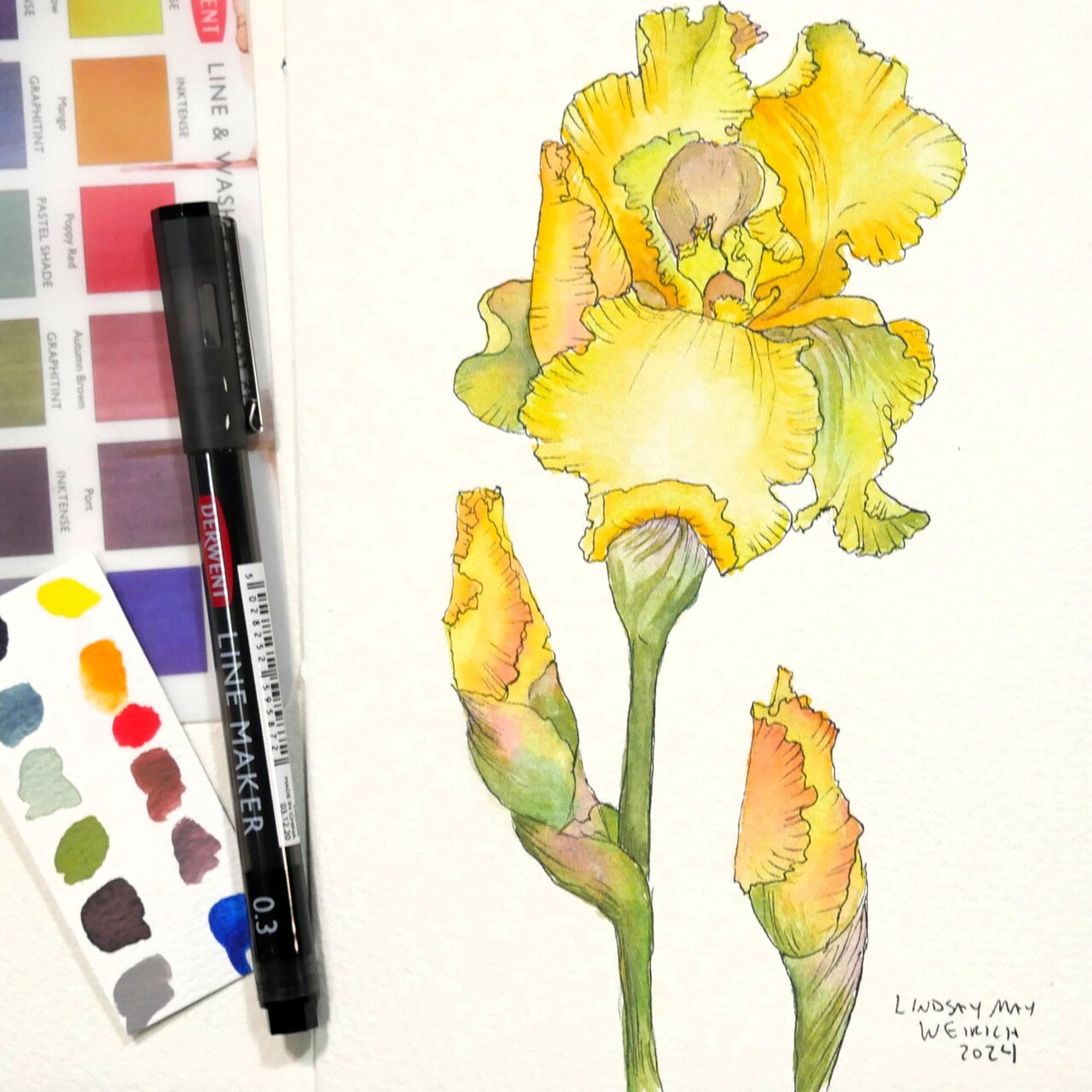 Yellow Iris using Derwent Line & Wash Set