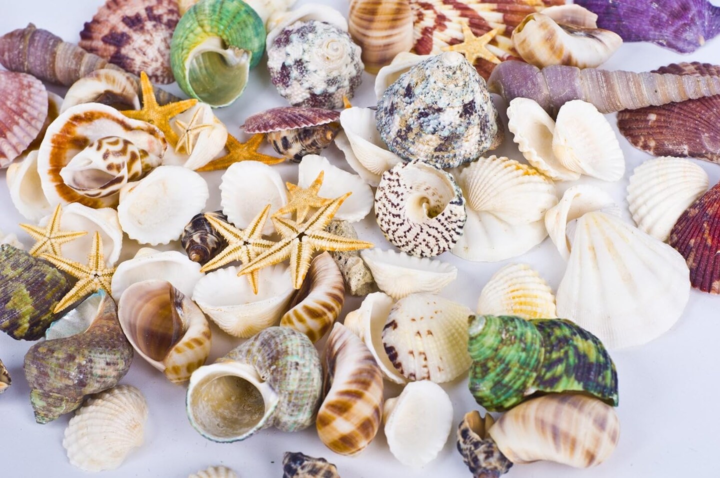 Beach Theme Party Wedding Decorations with Mixed Sea Shells and Starfish Do It Yourself Projects Making Candles for Fish Tank Vase Fillers Materials for Home D&#xE9;cor more than 70 pieces