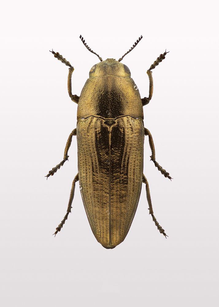 Beetle 4 Poster Print by Design Fabrikken Design Fabrikken - Item # VARPDXMF9691178
