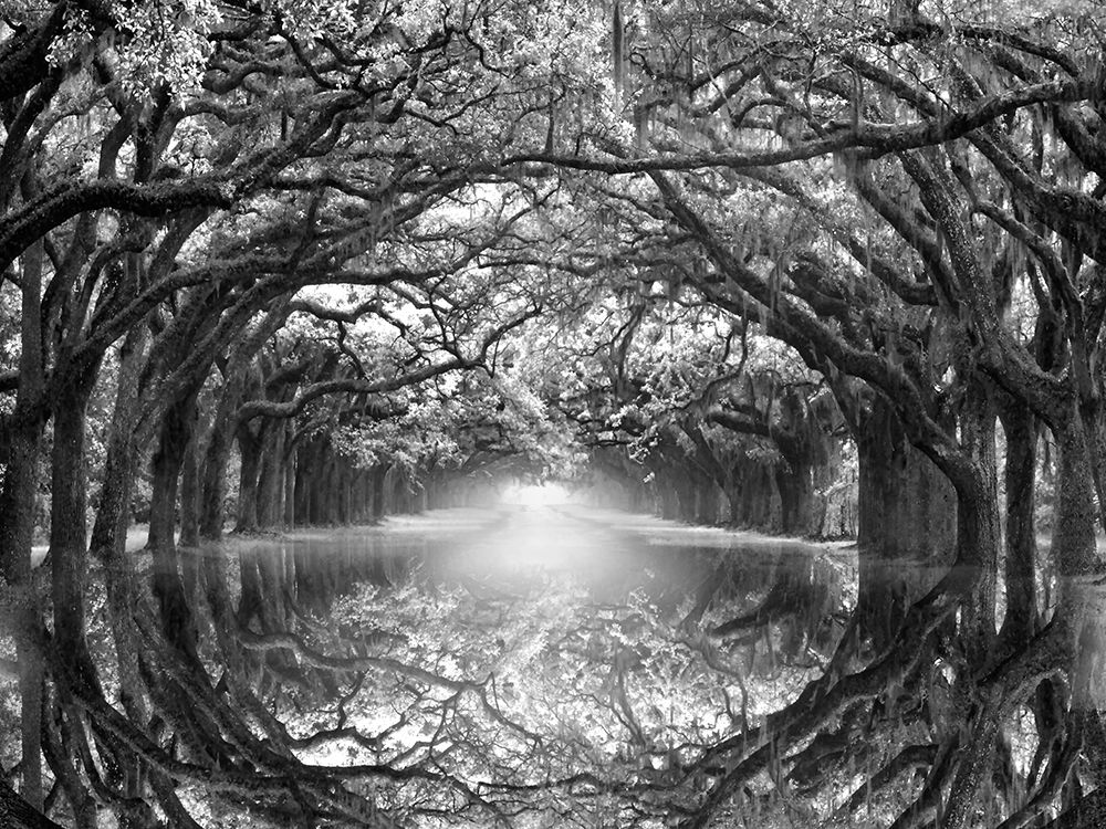 Oak Alley Reflection Poster Print by Joanne Wells # 41570