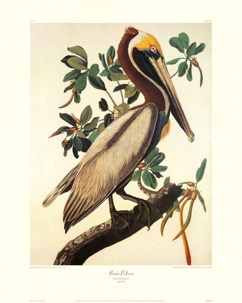 Brown Pelican Poster Print by John James Audubon - Item # VARPDX132790