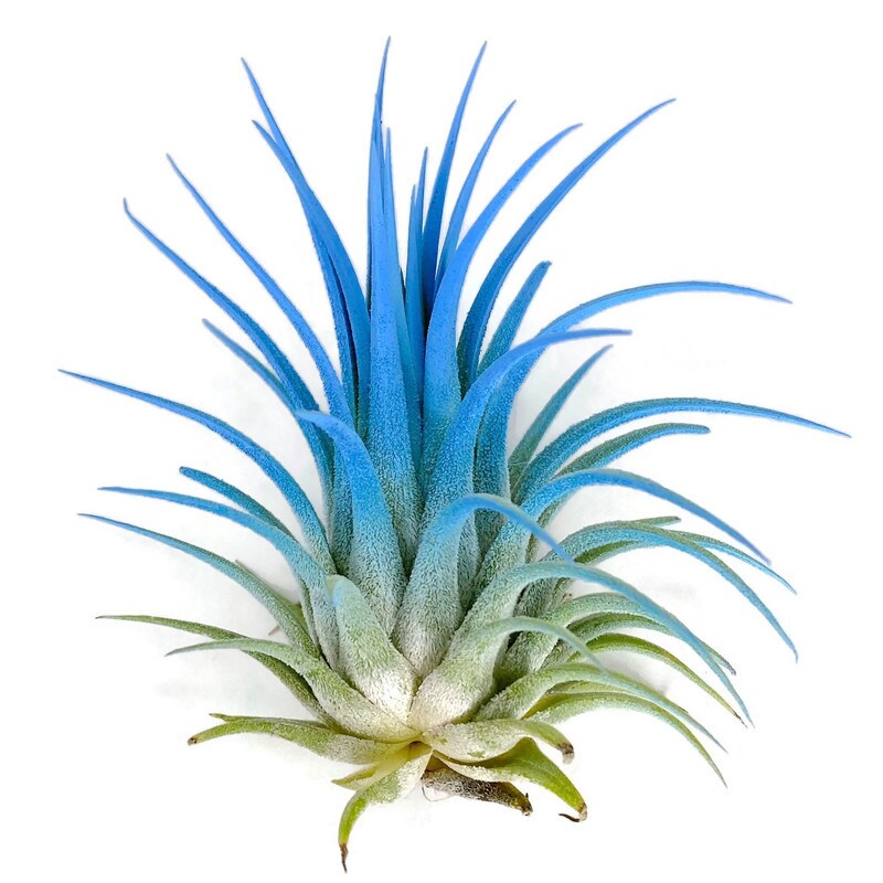 ゆ*き様 Tillandsia ionantha Guatemala sp Tillandsia ionantha ionantha AKA ionantha Guatemala - Davis