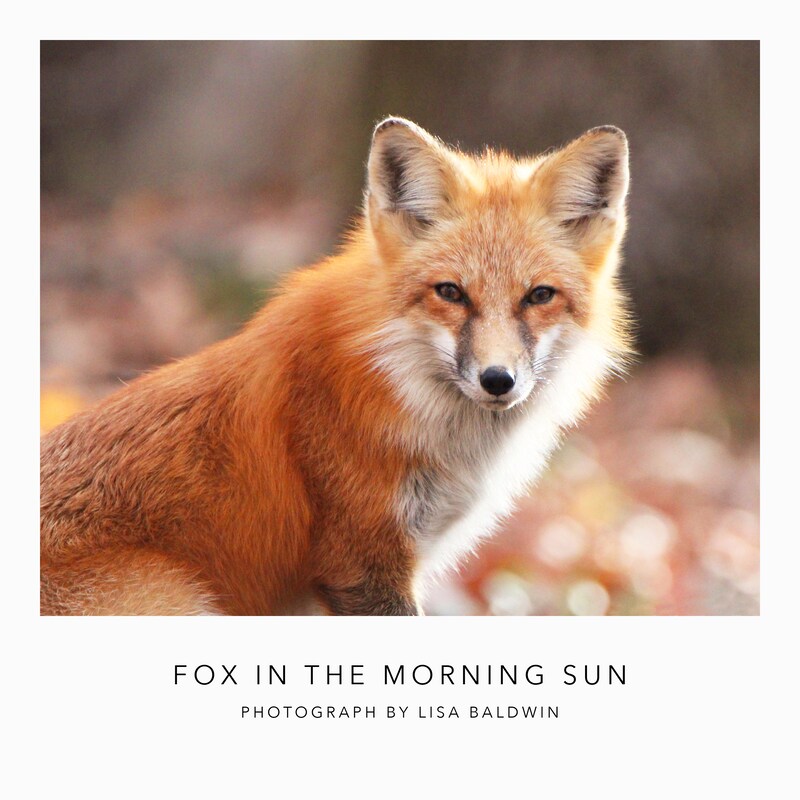 Fox Morning Red Fox with the Morning Sun Shining Through His Fur - Woodland ...