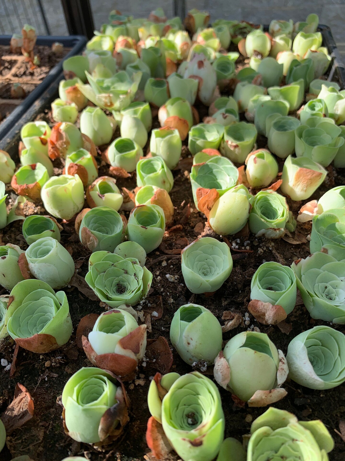 Rare Succulent - Greenovia mix | MakerPlace by Michaels