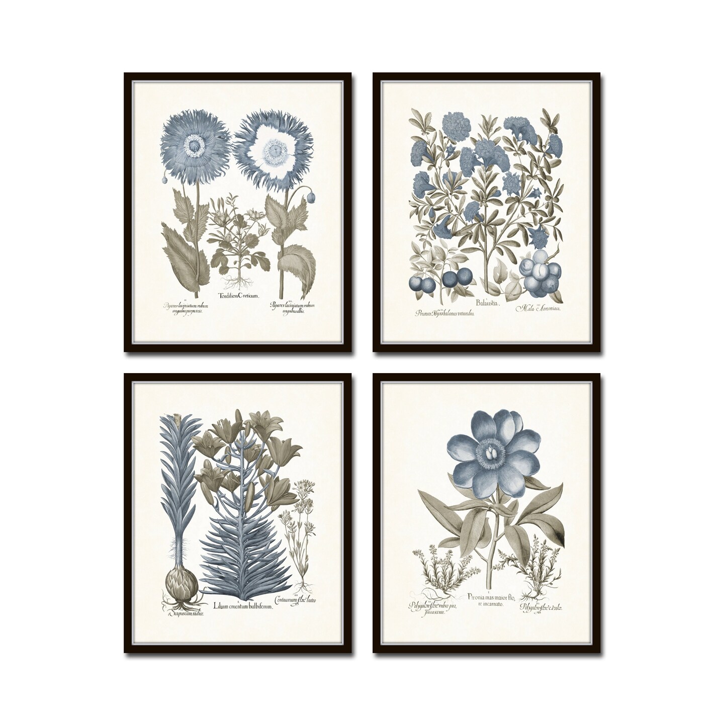 Vintage Bird and Botanical Print Set No.2, Giclee, Art Print, Botanical Prints, Wall Art, Mark Catesby, French deals Style, Collage, Bird Prints