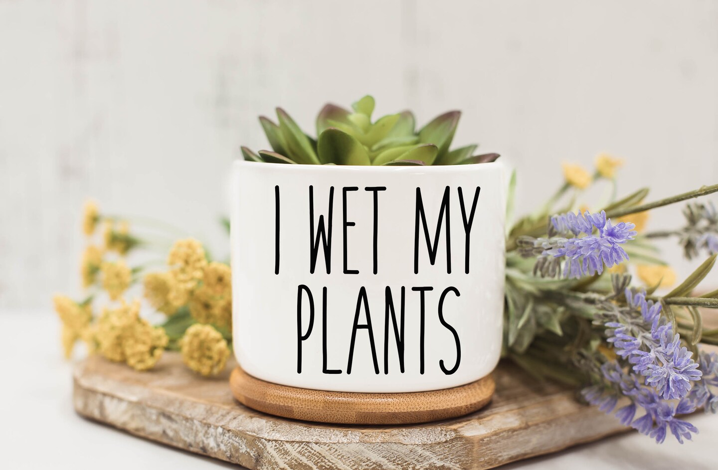 amoena dieffenbachia Dieffenbachia Amoena Plant (in polybag) — GIFTnPLANTS main image 0