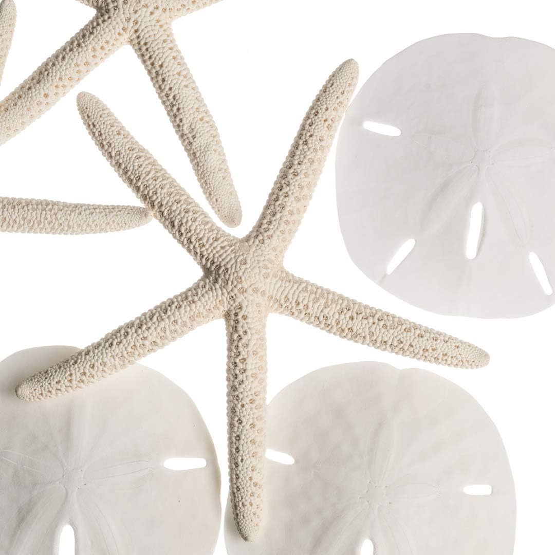 White Finger Starfish and Sand Dollar Collection (3) 4&#x22;-6&#x22; White Finger Starfish and (3) 3&#x22; - 3 1/2&#x22; White Sand Dollars Wedding Seashell Craft 1 Pack
