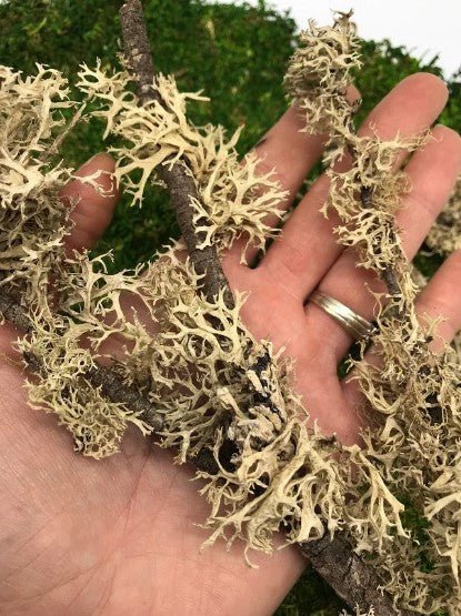 MOSS - Natural Lichen Branched Moss on STICKS