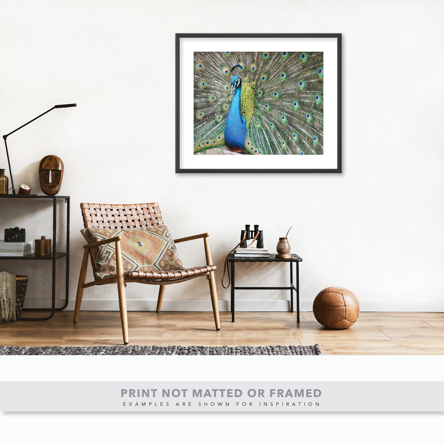 Photo of a Male Peacock with a Full Fan Display Flaunting