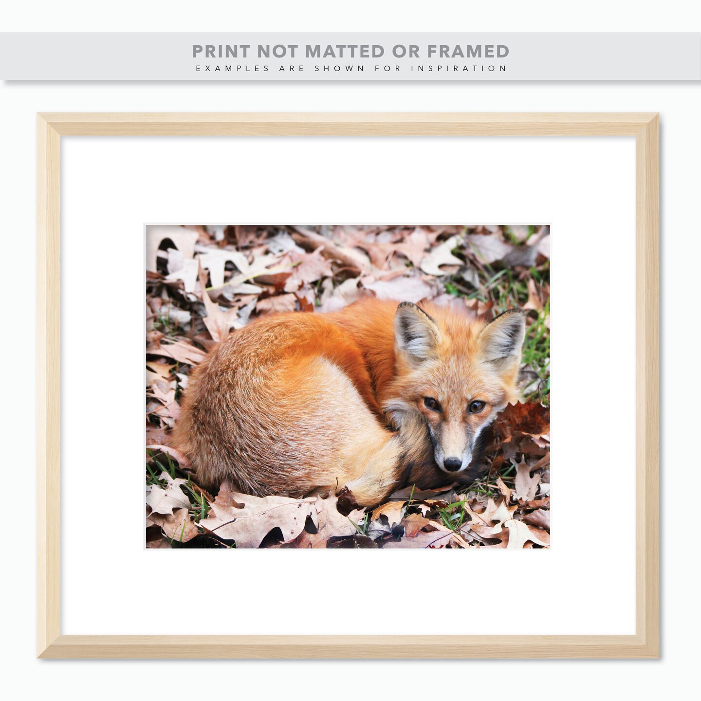 Adorable Fox Curled into a Ball - Woodland Wildlife Photo - Nature Photography product 4