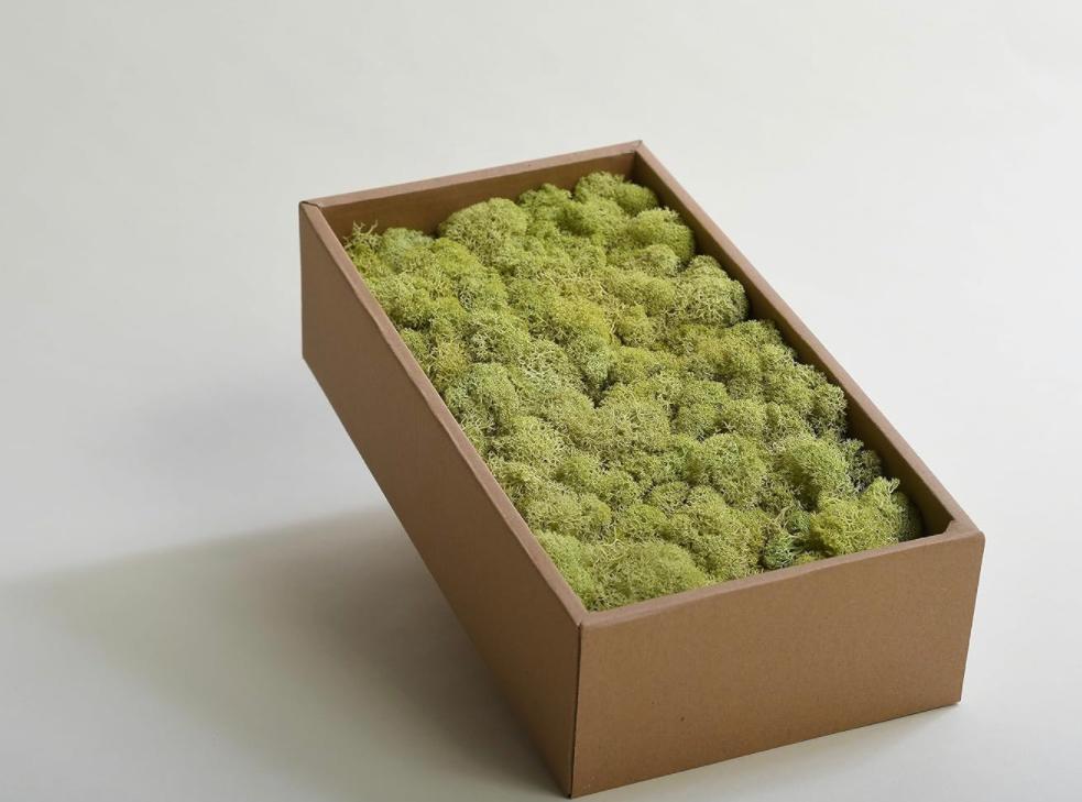 Moss Preserved Lime Green for Fairy Gardens Terrariums, Craft, DIY, Floral, 500g