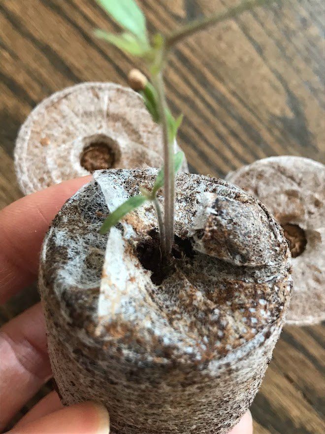 Coconut Coir Soil - Pelleted