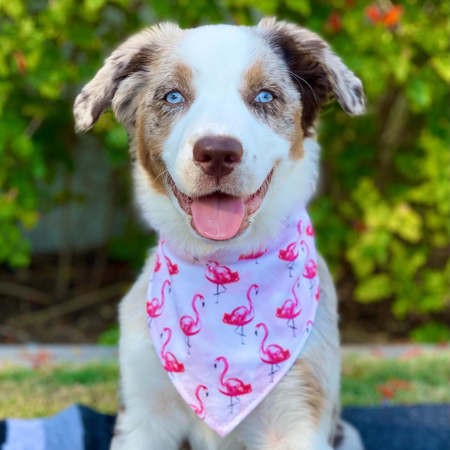 PRIDE Dog Bandana Love is Love Machine washable easy snap on pet bandana. Handmade Dog Gifts Dog Accessories MakerPlace by Michaels