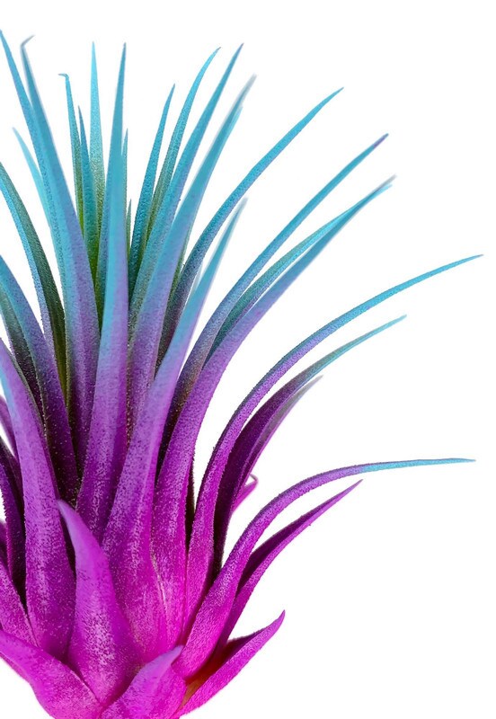 Rainbow Ionantha Guatemala Tillandsia Air Plant, Guatemala Air Plant, Air  Plant, Airplant, Terrarium, Enhanced AirPlants, Pink and Teal | MakerPlace  by Michaels