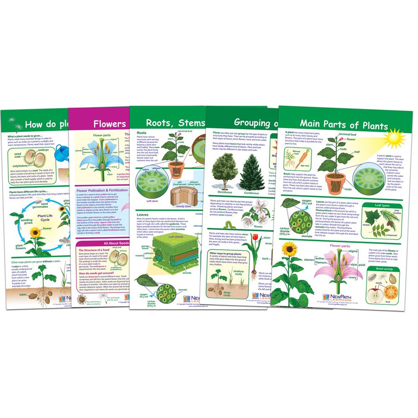 All About Plants Bulletin Board Charts, Set of 5
