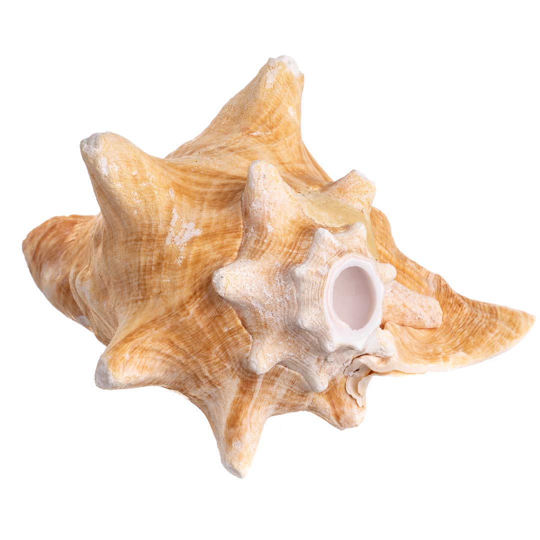 Conch Shell Large Sea Shells Garden Quality 6-7in Imperfect Large Conch Sea Shell