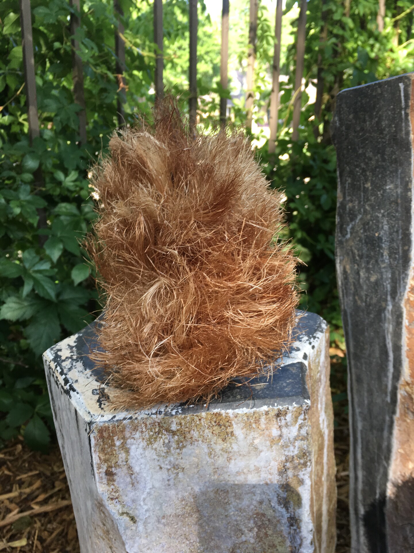 Handmade Primitive Autumn Squirrel - Harvest time - Thanksgiving - Farmhouse- Rustic Decor - Country Squirrel - Fall Accent - Black Squirrel product 5