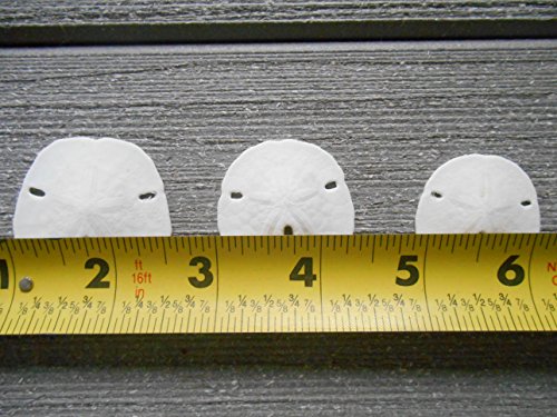 50 Pack Small Natural White Sand Dollars - Wedding - Sea Shell Craft 1 1/4" to 1 1/2" - Hand Picked and Professionally Packed