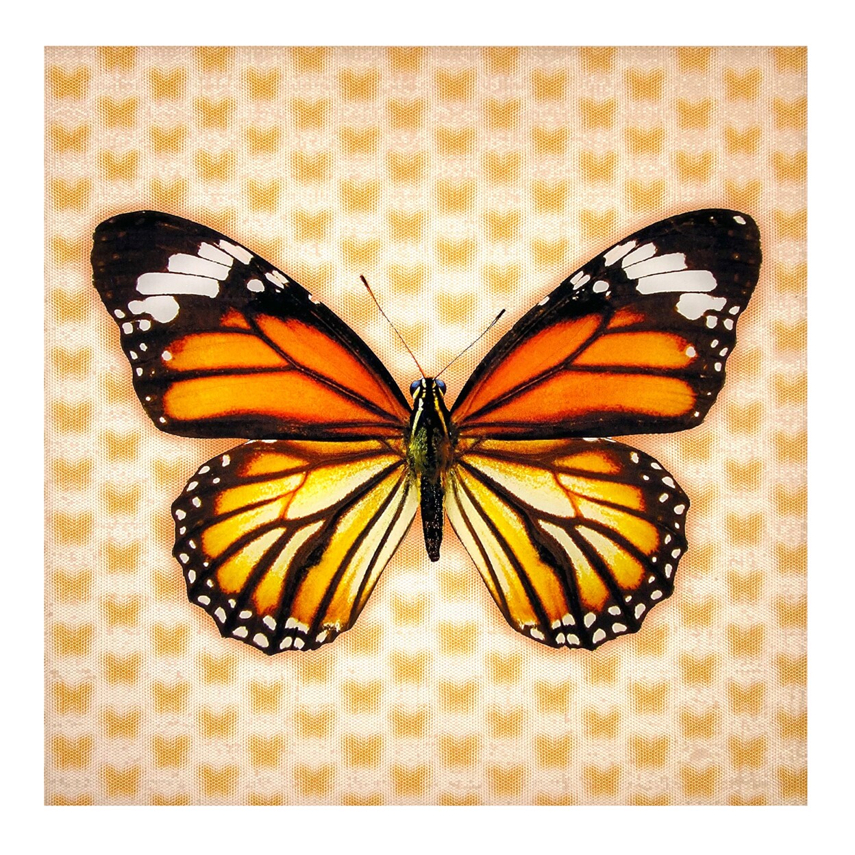 Matashi 5D Multi-Dimensional Monrach Butterfly Wall Art Print on Strong ...