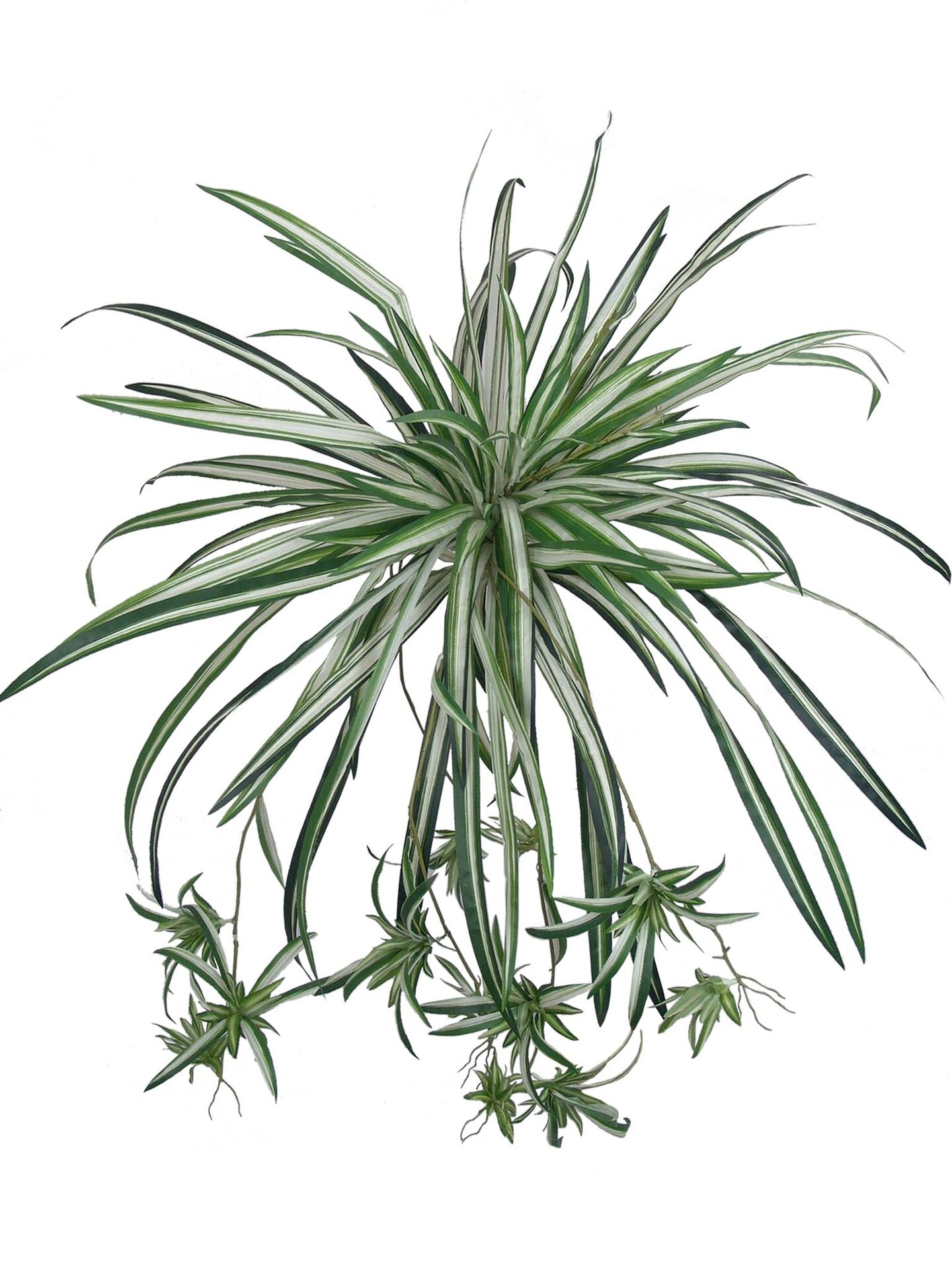 12-Pack: UV Spider Plant with 100 Silk Fronds, 40&#x22; Wide by Floral Home&#xAE;