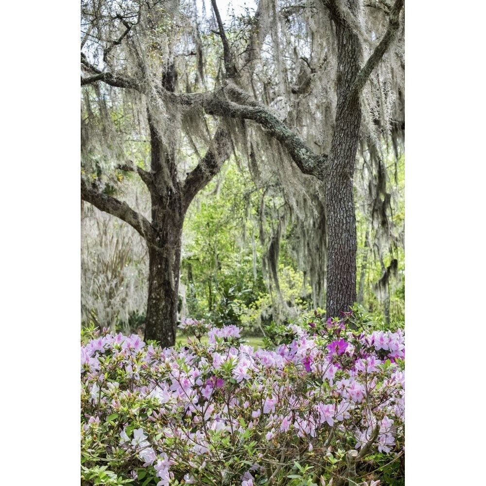 Pink Azalea Bush And Live Oak Trees With Spanish Moss Florida Usa Poster Print By Lisa Engelbrecht