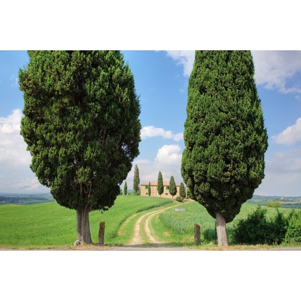 Farmhouse With Cypress Trees Pienza Val Dorcia Siena Province Tuscany Italy Poster Print (27 X 9)