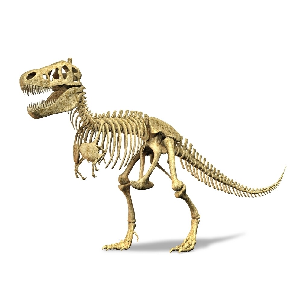 3D Rendering Of A Tyrannosaurus Rex Dinosaur Skeleton Poster Print