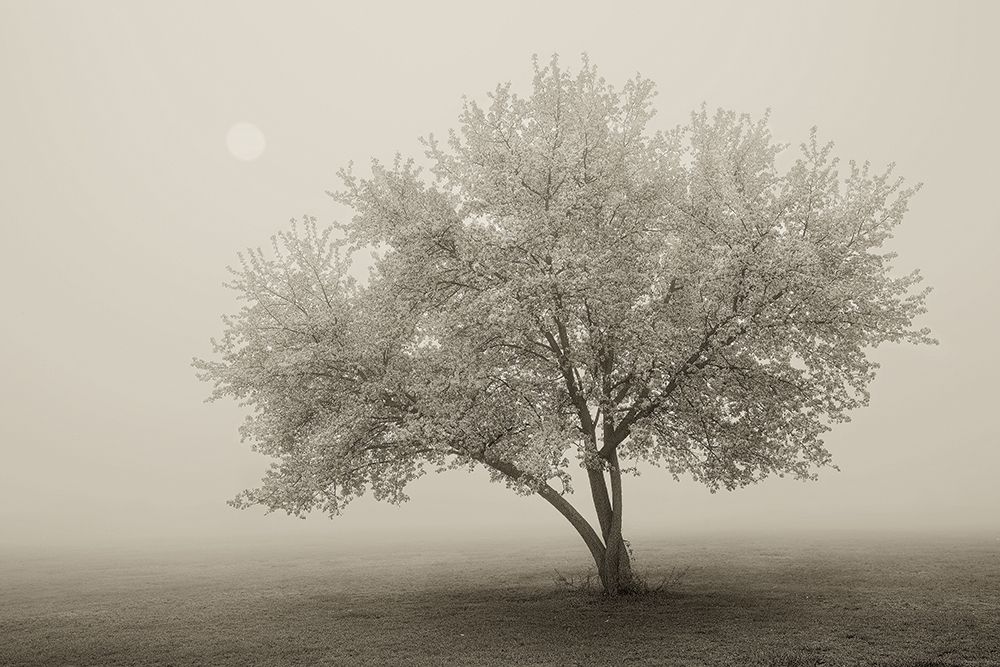 Forever Spring Poster Print by Igor Svibilsky - Item # VARPDXS773D