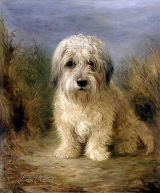 A Dandie Dinmont Poster Print by Lilian Cheviot - Item # VARPDX264711