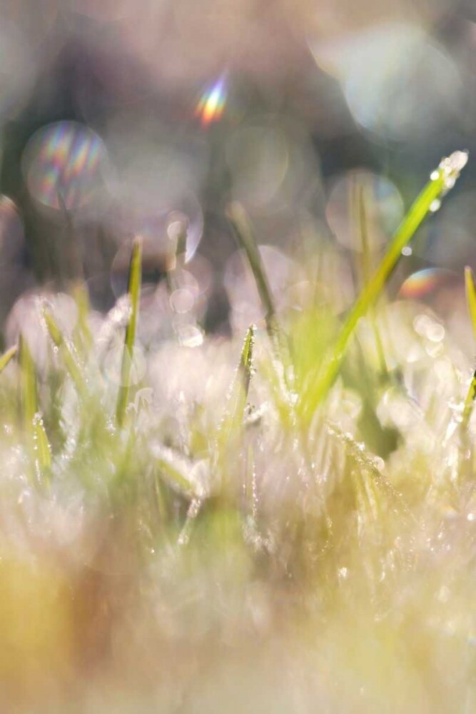 Soft Morning Dew II Poster Print by Sarah Gardner - Item # VARPDX11420