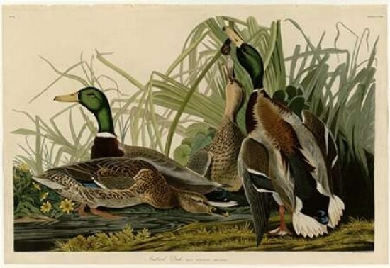 Mallard Duck Poster Print by  John James Audubon - Item # VARPDXJJA221