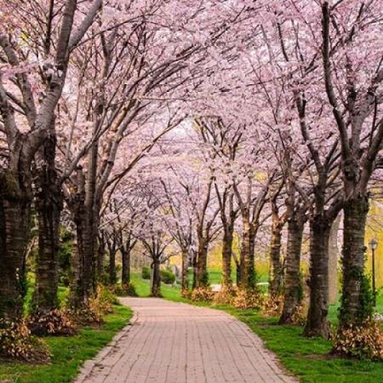 Cherry Blossom Trail Poster Print by Chuck Burdick - Item # VARPDXB3189D