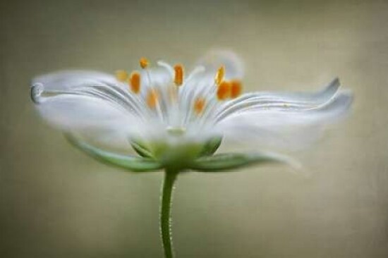 Summer Swirl Poster Print by Mandy Disher - Item # VARPDXD883D