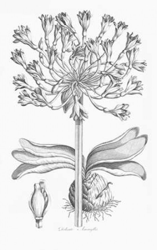 Delicate Amarylis Poster Print by  John Hill - Item # VARPDXJH10