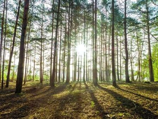 Sun rays through forest trees Poster Print by  Assaf Frank - Item # VARPDXAF20140305011