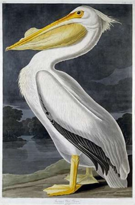 American White Pelican Poster Print by  John James Audubon - Item # VARPDX264573