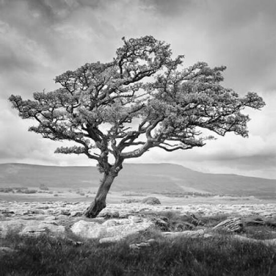 Reaching Upwards Poster Print by Martin Henson