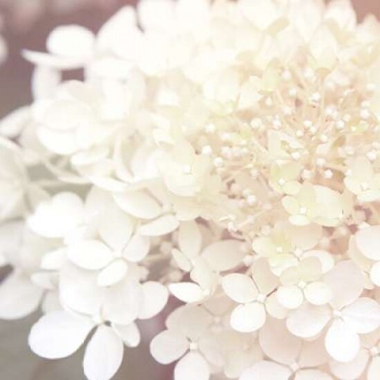 Hydrangea Dream II Poster Print by Laura Marshall - Item # VARPDX21917