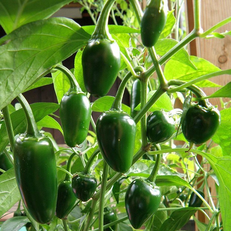 Perennial Wildflower Seed, image size:1080x1080